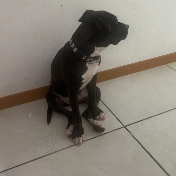 Arrascaeta imagem 3 - Sem Raça Definida