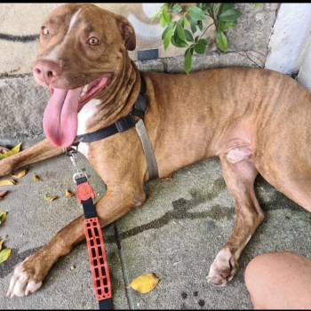 Appollu imagem 1 - 