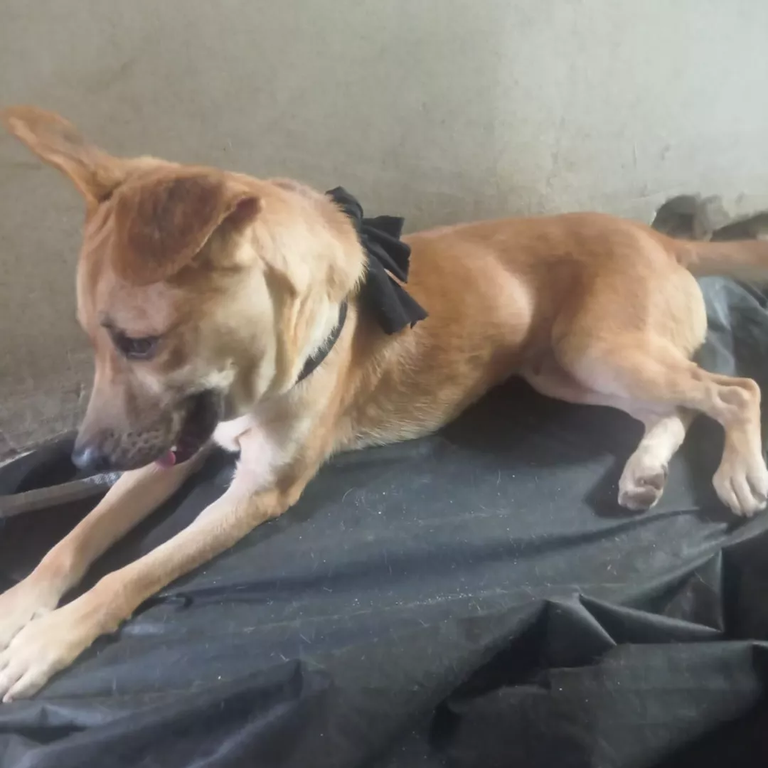 Griselda - Sem Raça Definida