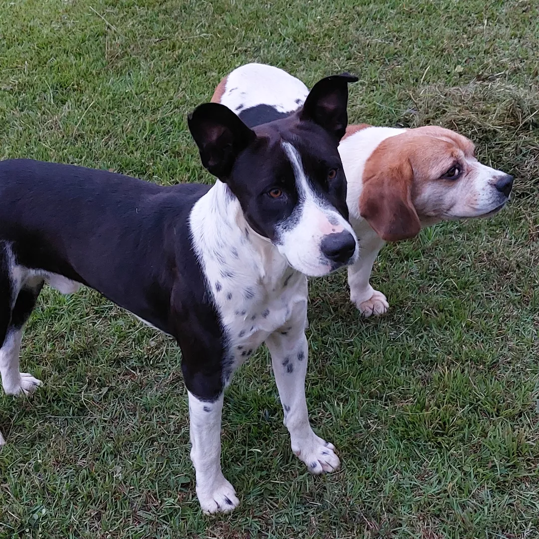 Paco - Sem Raça Definida