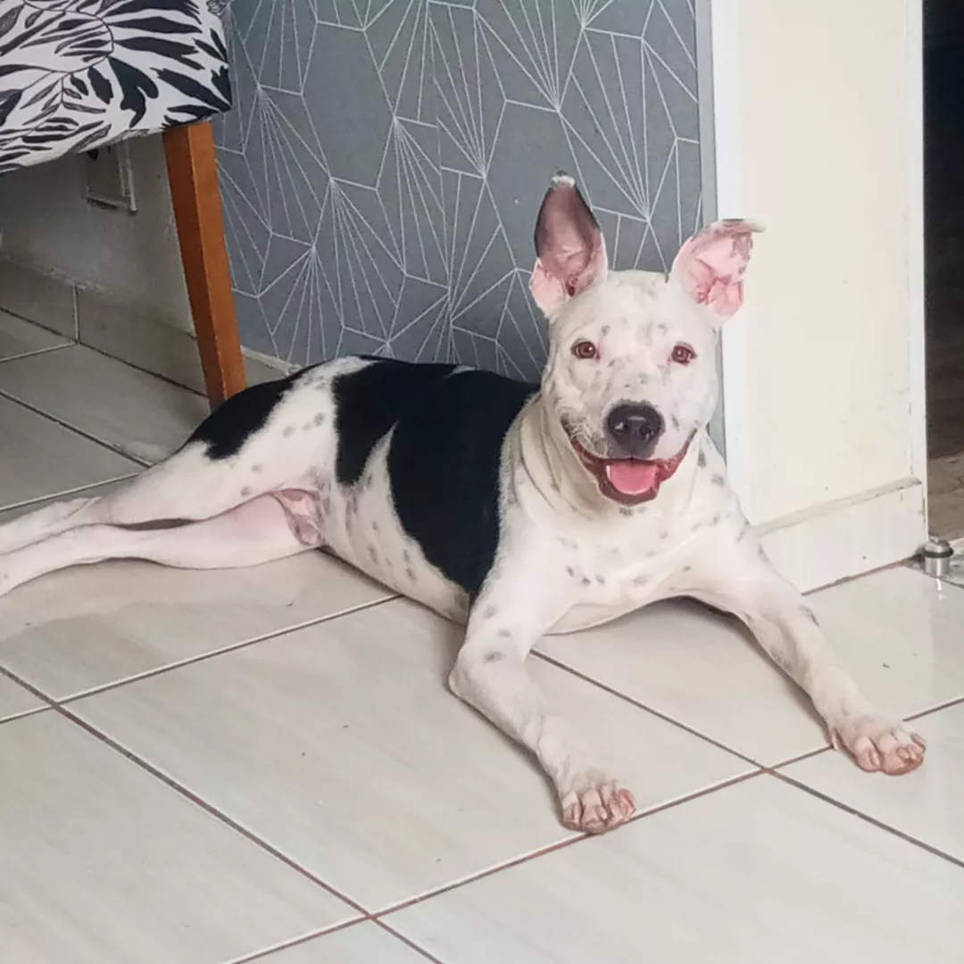 Zeus - Sem Raça Definida