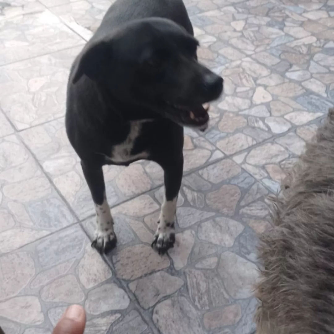 Holly - Sem Raça Definida