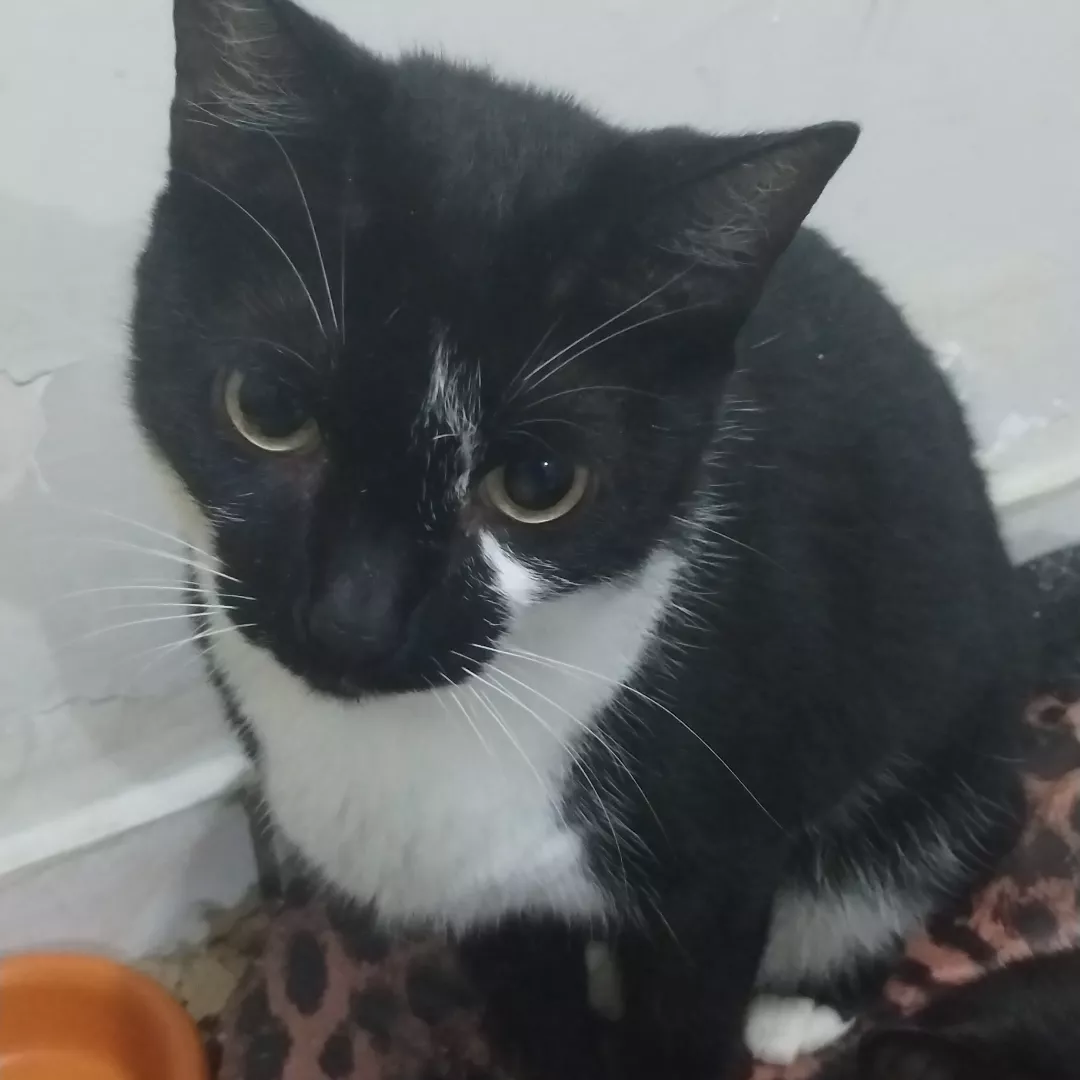 Mia - Gato-de-pelo-curto-americano