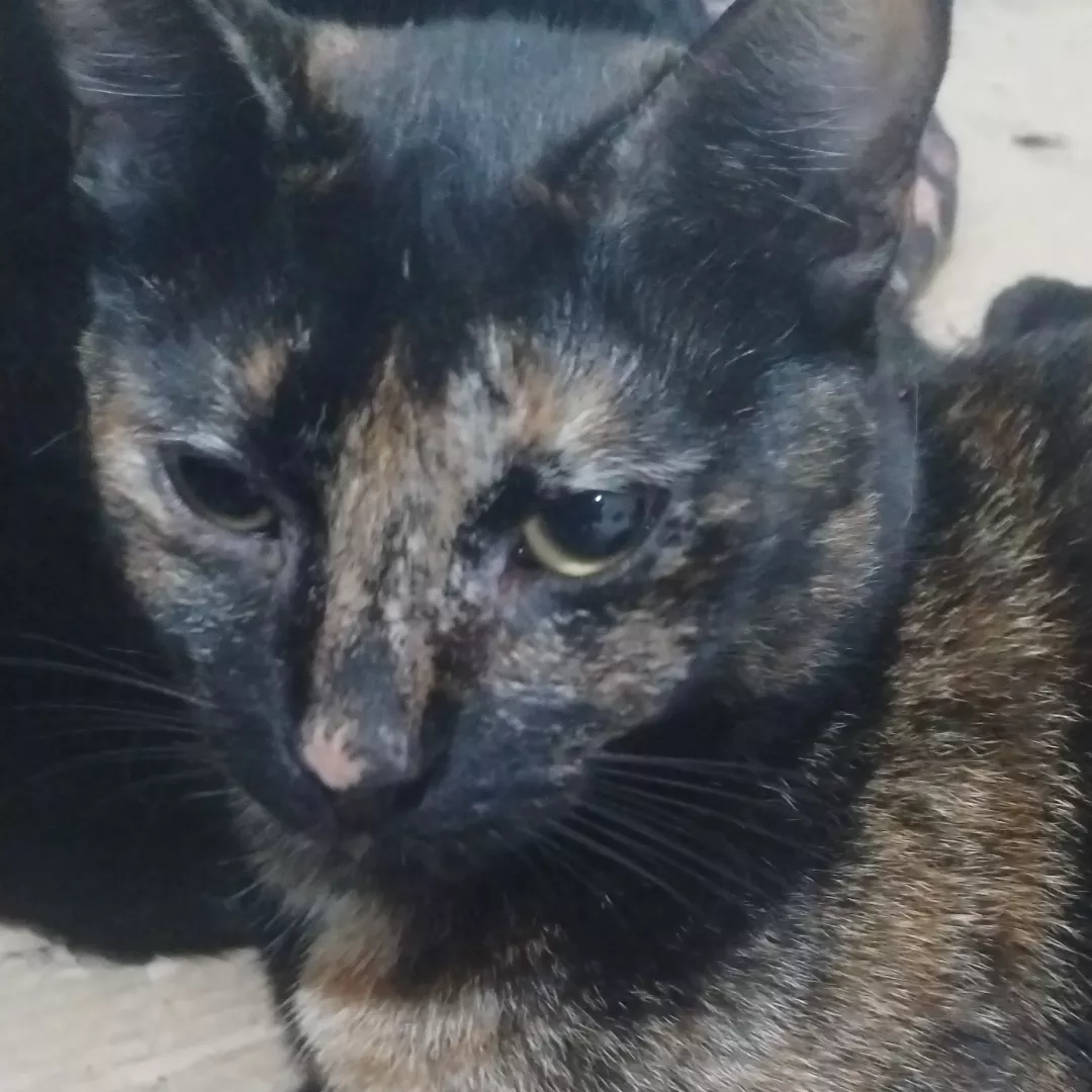 Ferrugem - Sem Raça Definida