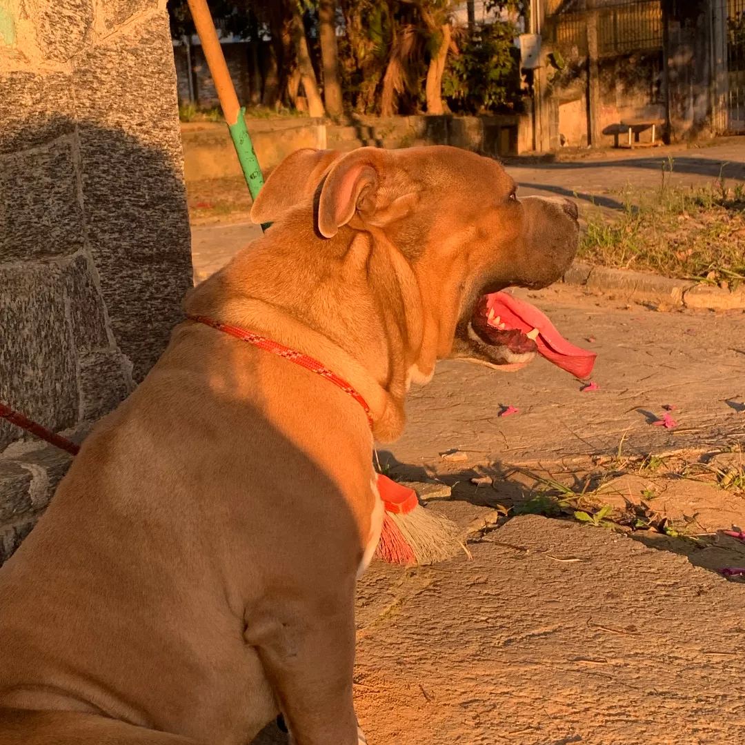 Mayck - Sem Raça Definida