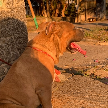 Mayck imagem 1 - Sem Raça Definida