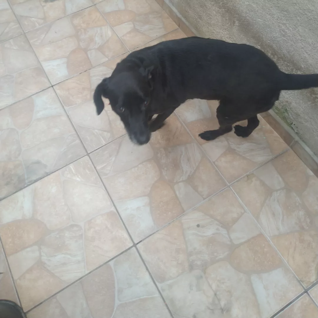 Apollo - Sem Raça Definida