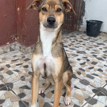 Debie imagem 1 - 
