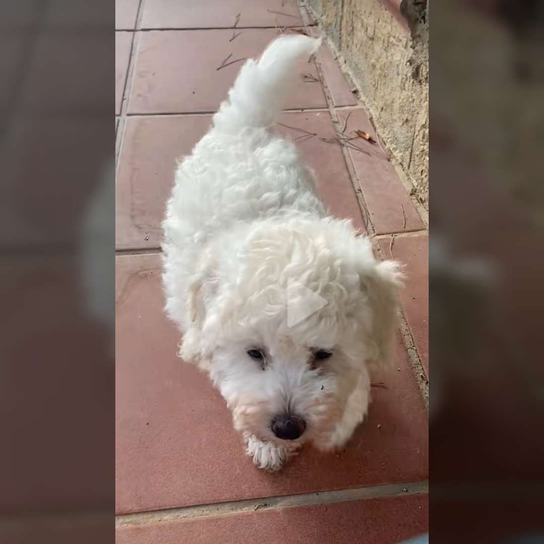 Cachorro Peludo Puder - 