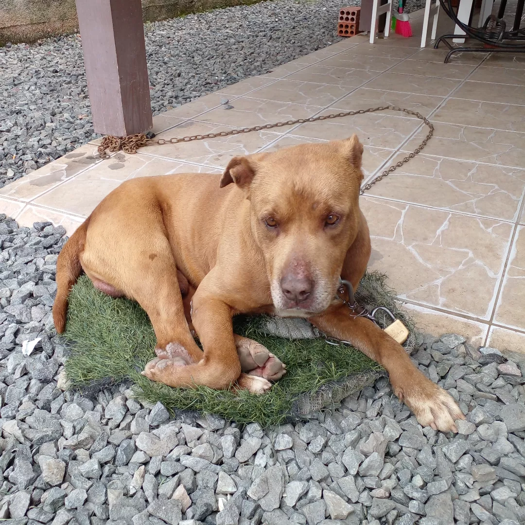 Pitbull Red Nose - Sem Raça Definida