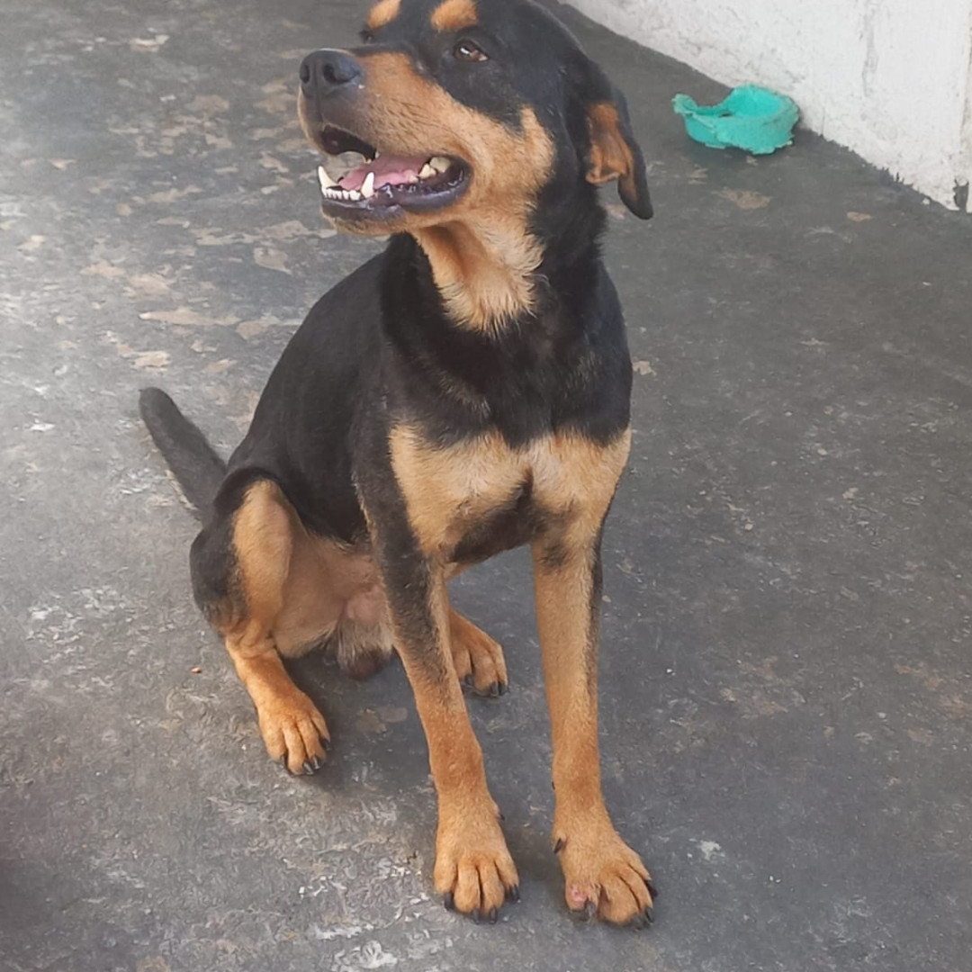 Thor imagem 1 - Rottweiler