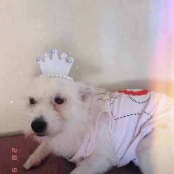 Euza imagem 1 - 