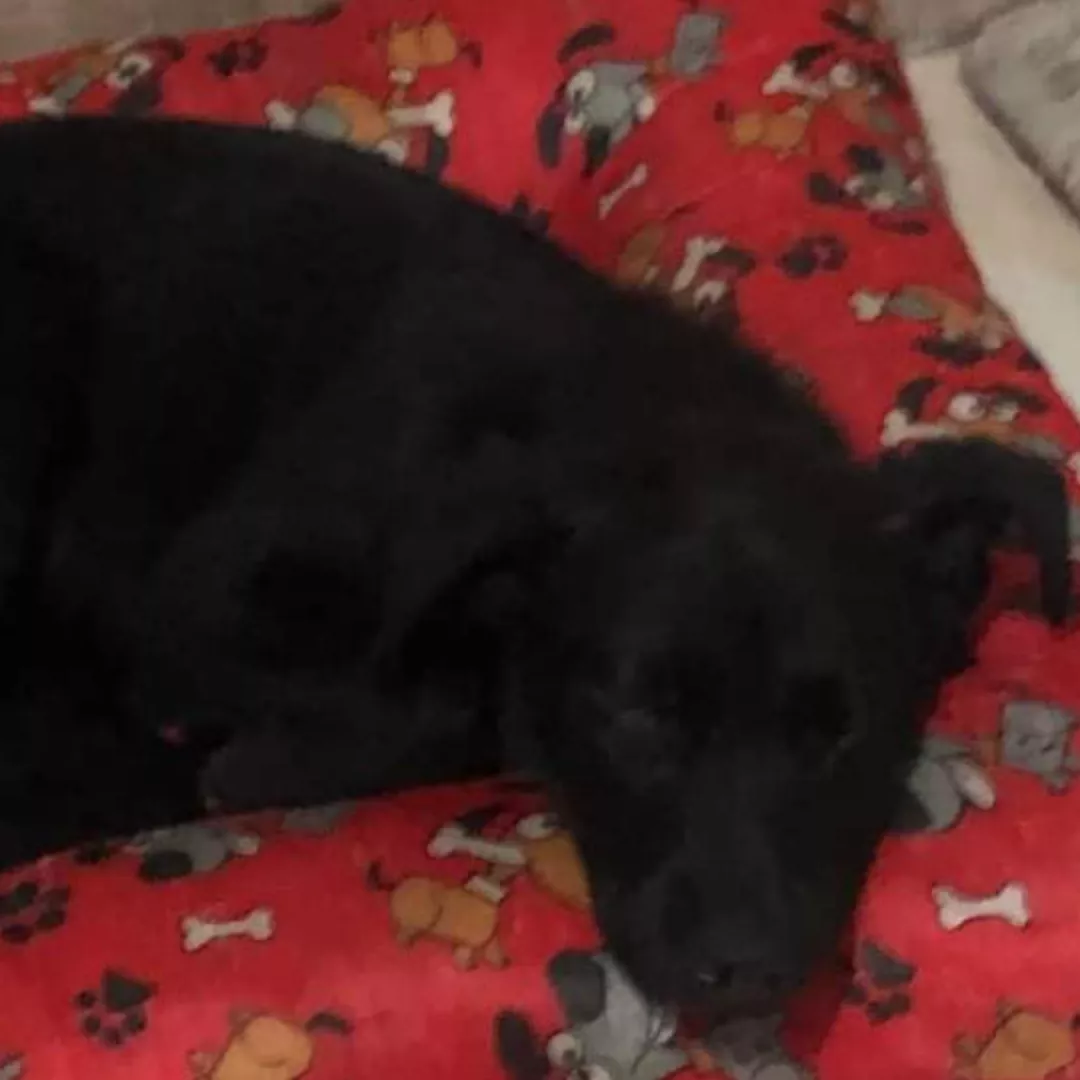 Pulga - Sem Raça Definida