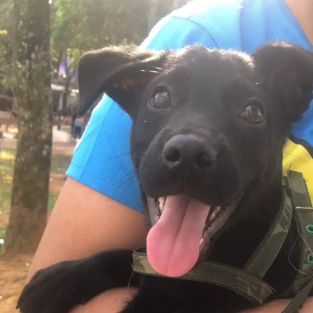 Pulga - Sem Raça Definida