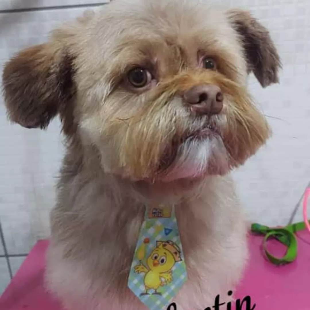 Beethoven - Sem Raça Definida