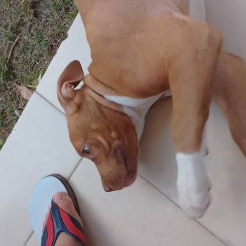 Zeus imagem 1 - 