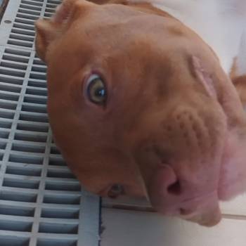 Zeus imagem 2 - 