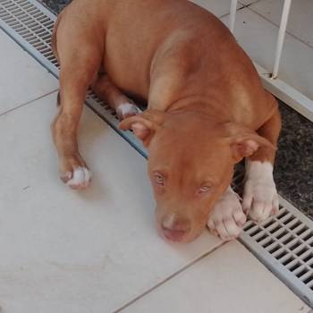 Zeus imagem 3 - 