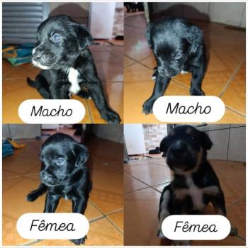 Macho E Fêmea imagem 1 - 