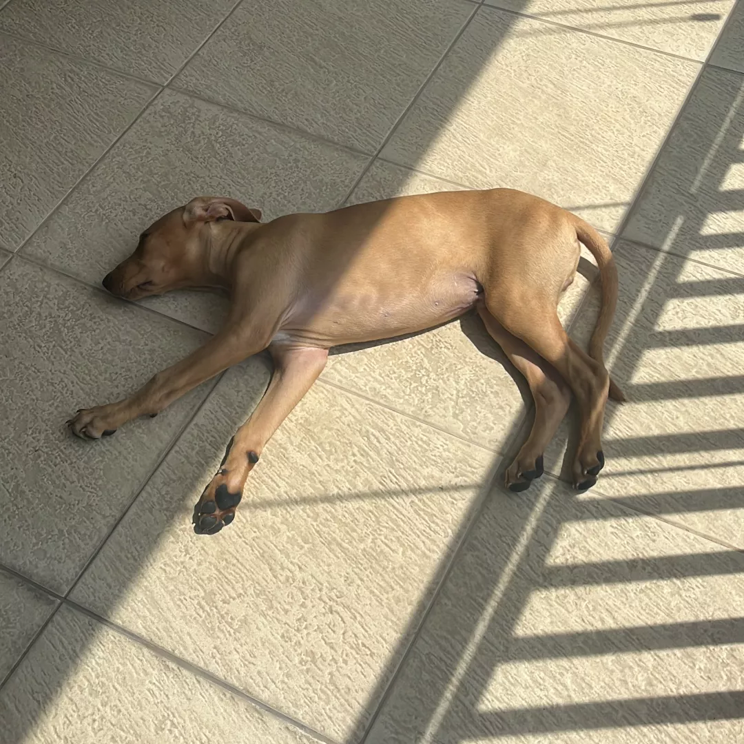 Dudu - Sem Raça Definida