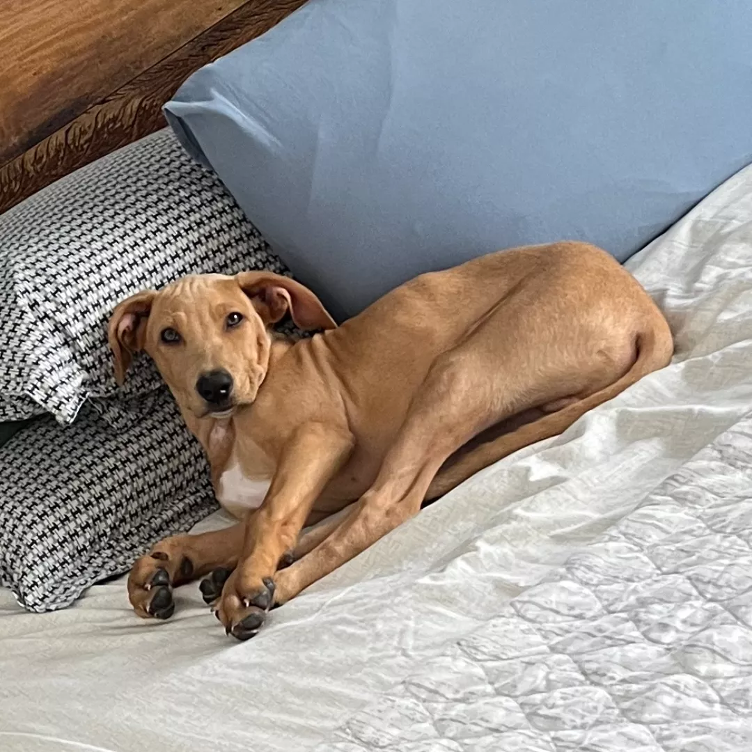 Dudu - Sem Raça Definida