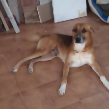 Marim imagem 1 - 