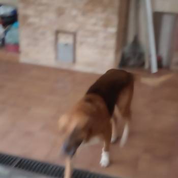 Marim imagem 2 - 