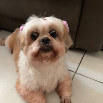 Pink imagem 1 - 