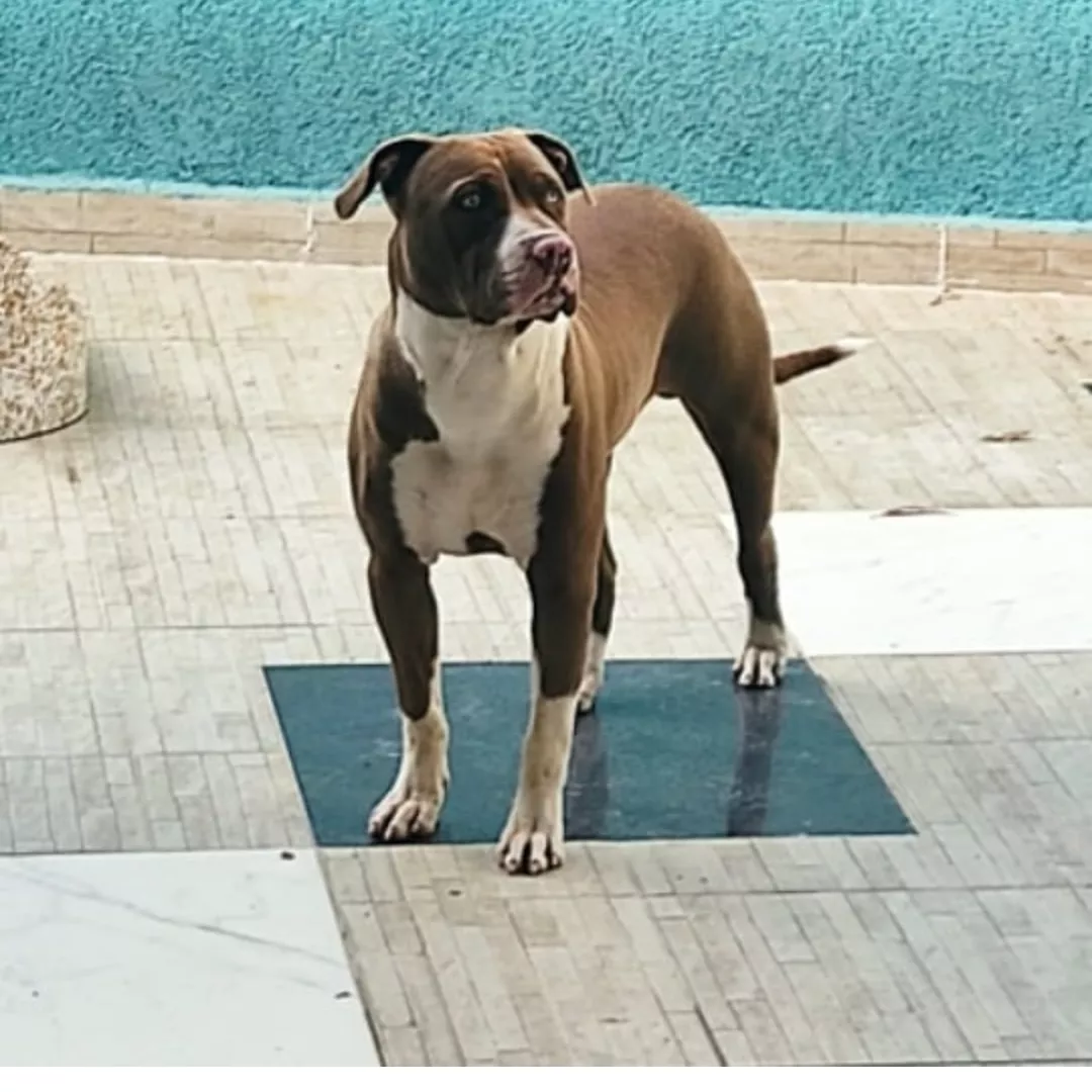 Bollt - Sem Raça Definida