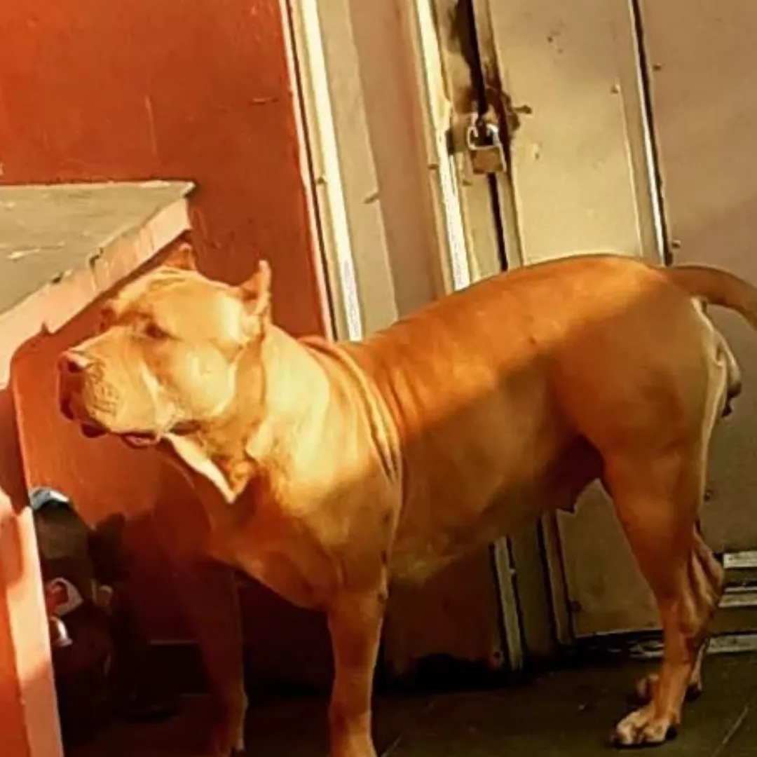 Akira - Sem Raça Definida