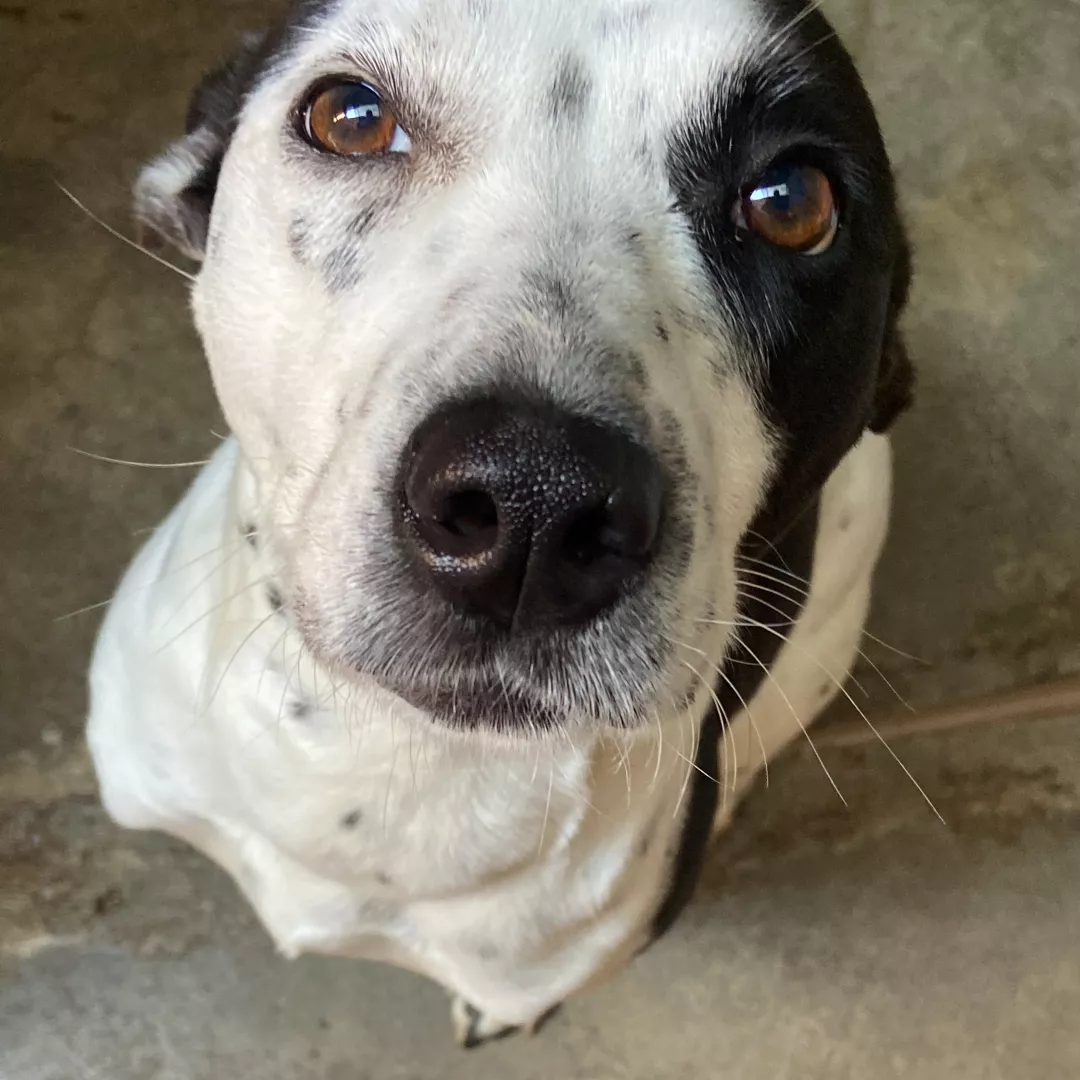 Bonnie - Sem Raça Definida