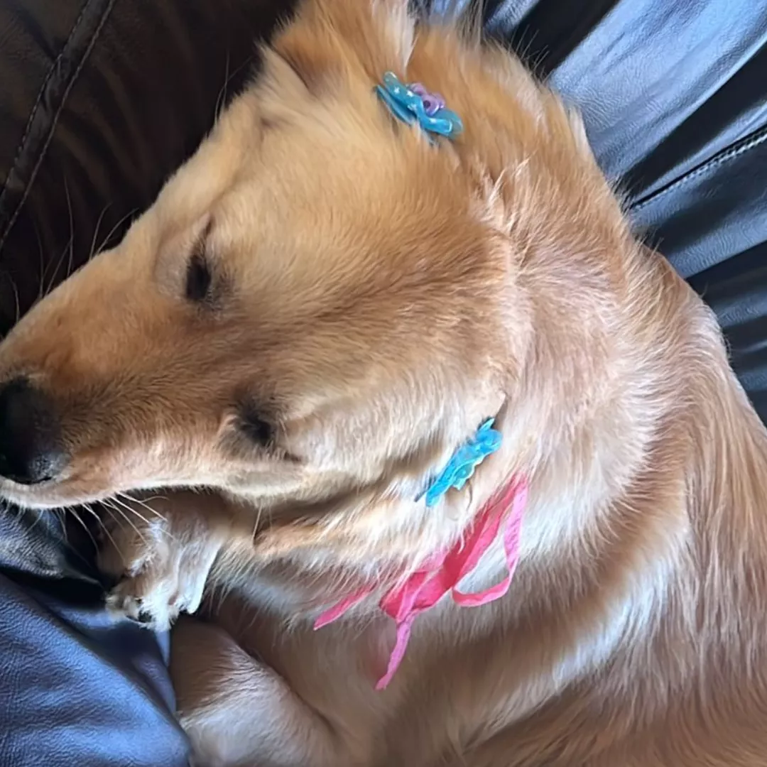 Kiara - Golden Retriever