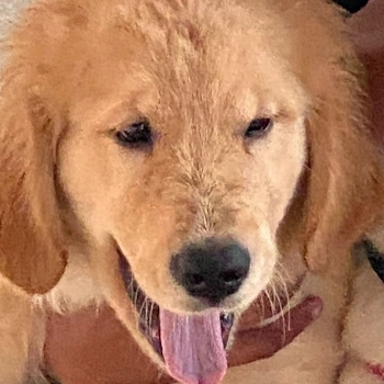 Husk imagem 1 - Golden Retriever