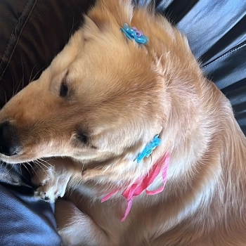 Kiara imagem 1 - Golden Retriever