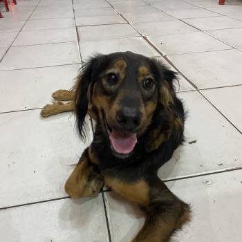 Boby imagem 1 - 