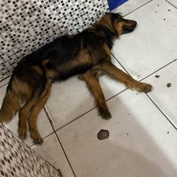Boby imagem 3 - 