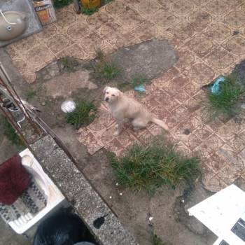 Luck imagem 2 - 