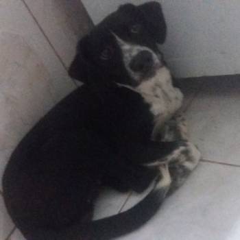 Bobby imagem 1 - 