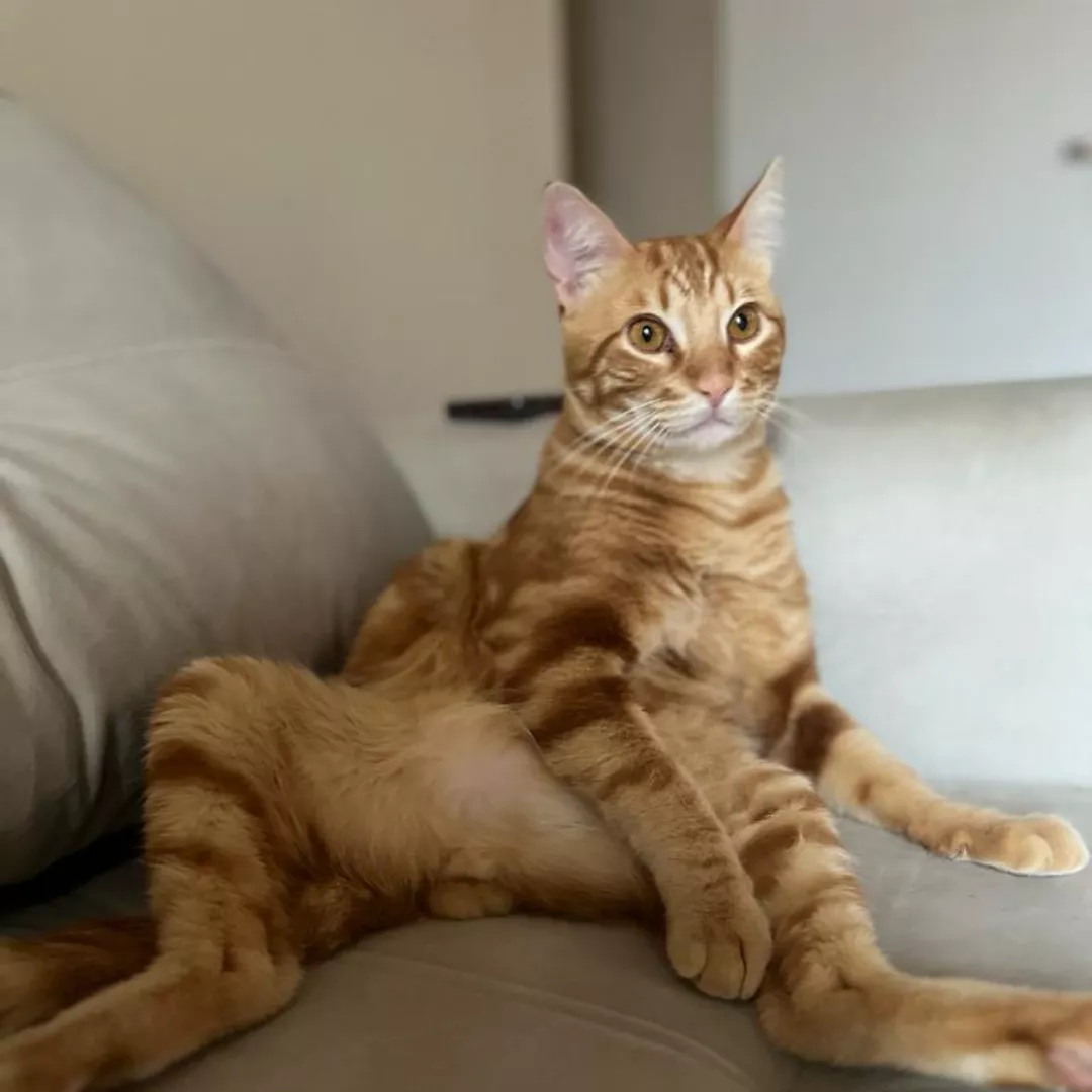 Theo - Sem Raça Definida