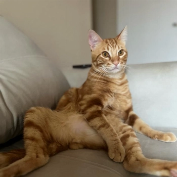 Theo imagem 1 - Sem Raça Definida