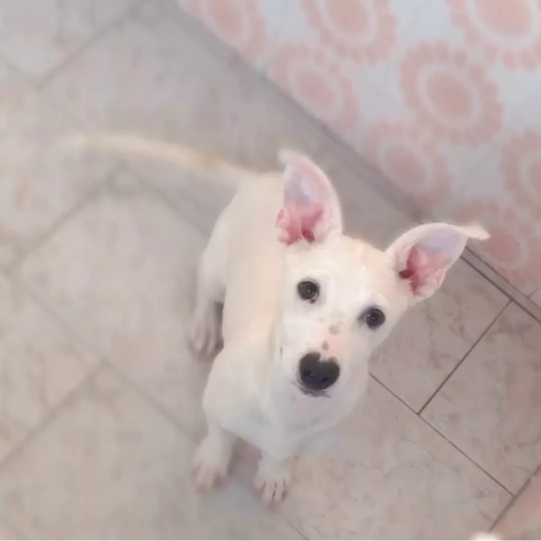 Barry - Sem Raça Definida