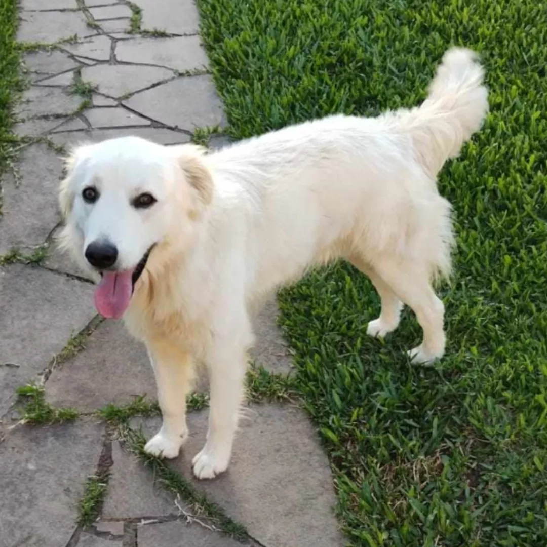 Thor Trator Kkk - Sem Raça Definida