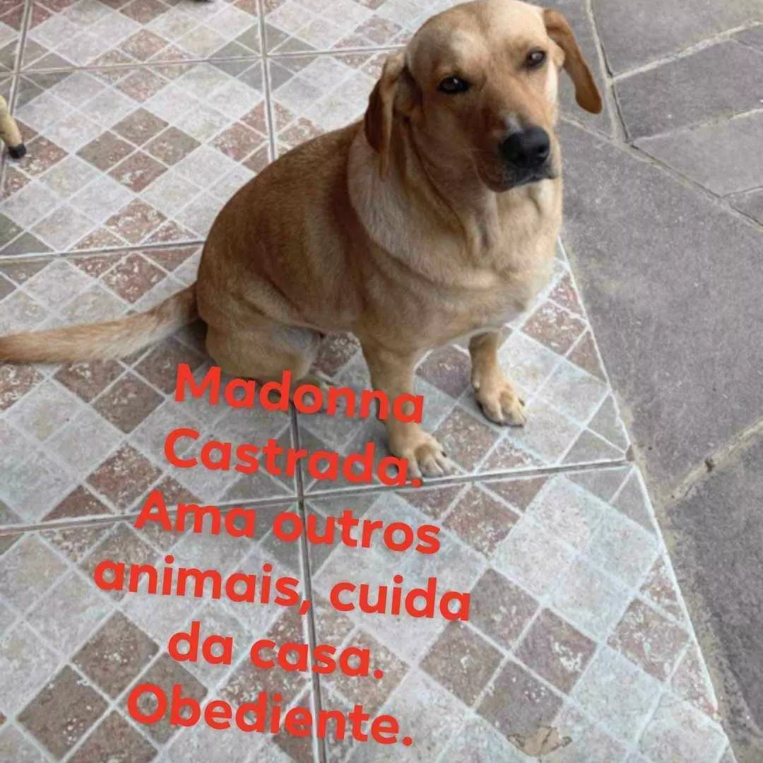 Madonna - Labrador Retriever