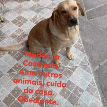 Madonna imagem 1 - Labrador Retriever
