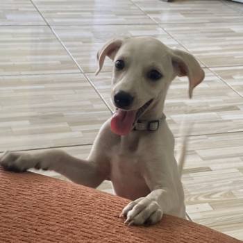 Lola imagem 2 - 
