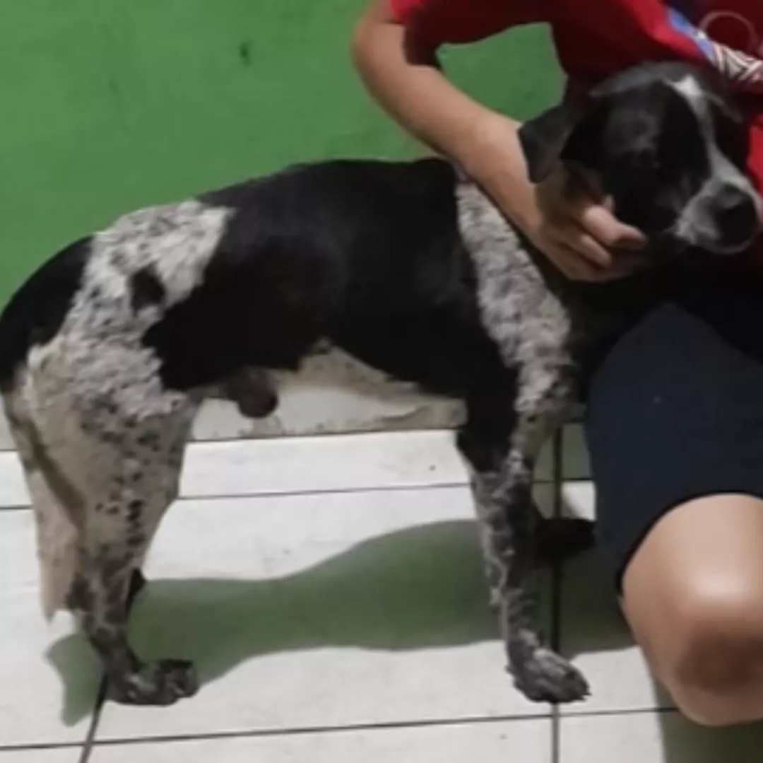 Bob - Sem Raça Definida