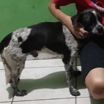 Bob imagem 1 - Sem Raça Definida