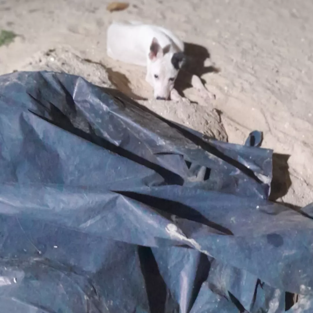 Sem Nome - Sem Raça Definida