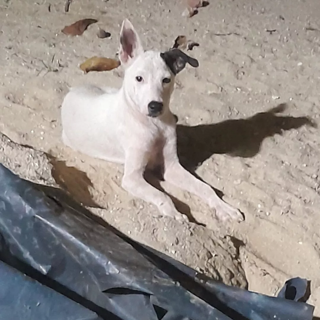 Sem Nome - Sem Raça Definida