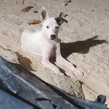 Sem Nome imagem 2 - Sem Raça Definida